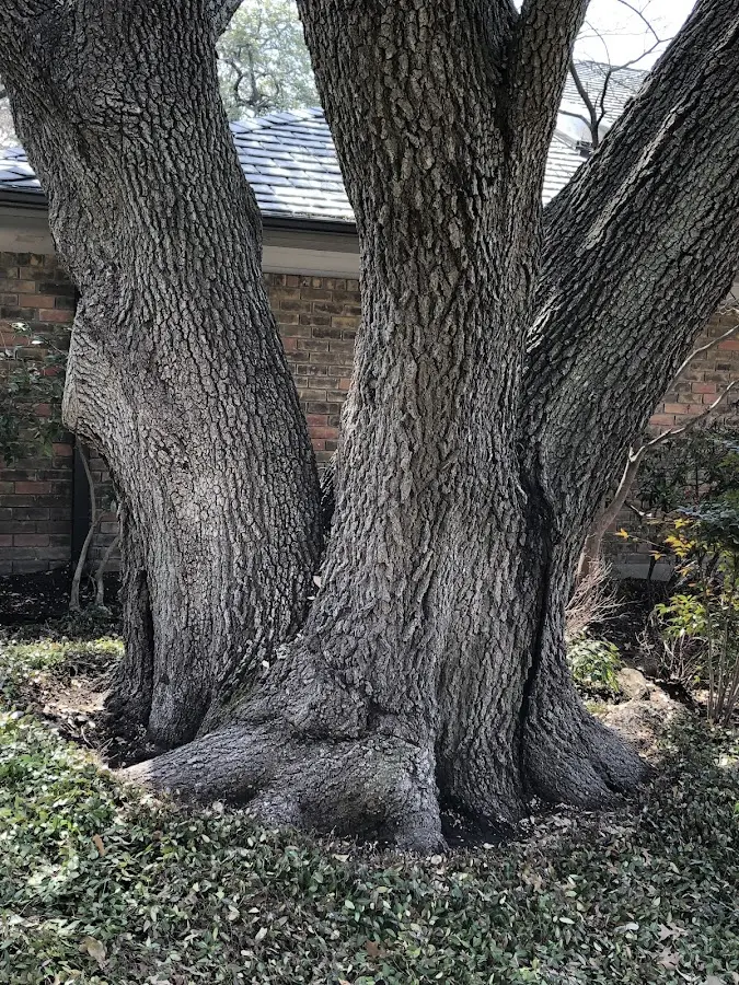 Mature heritage tree close to a Hartsville property cared for by certified arborists